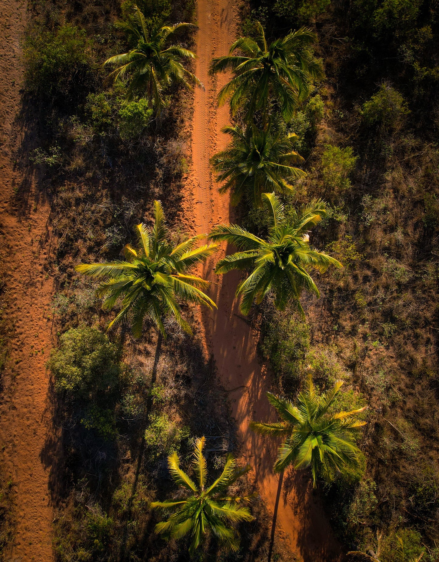 Broome Tropical palm trees FRAMED PHOTO