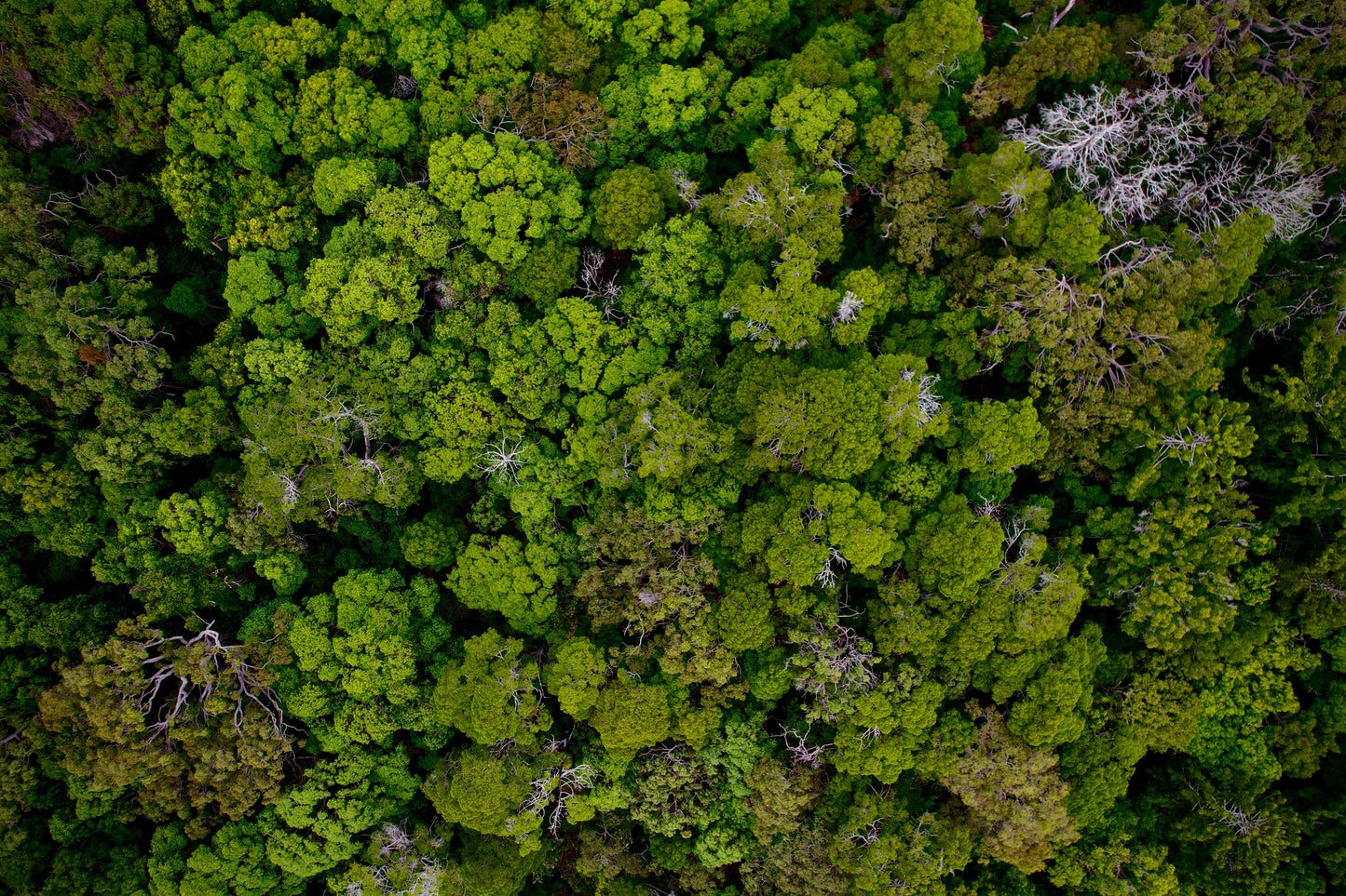 Noosa Deep forest National Park CANVAS