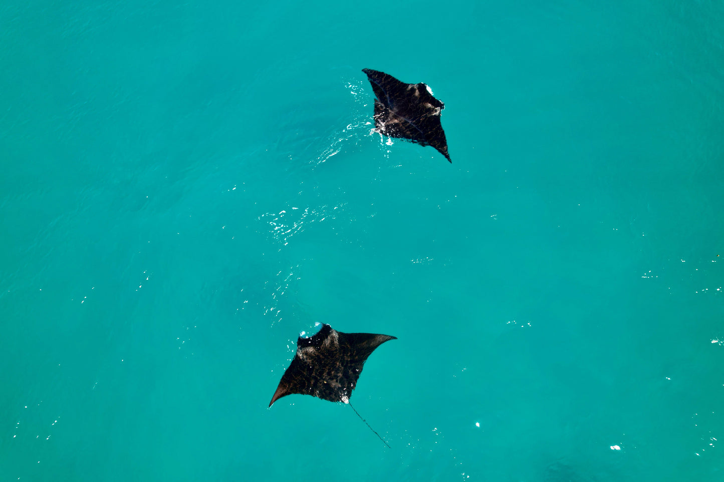 Mantas playing CANVAS
